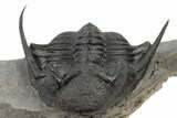 Kayserops megaspina Trilobite - Top Quality #189968-6